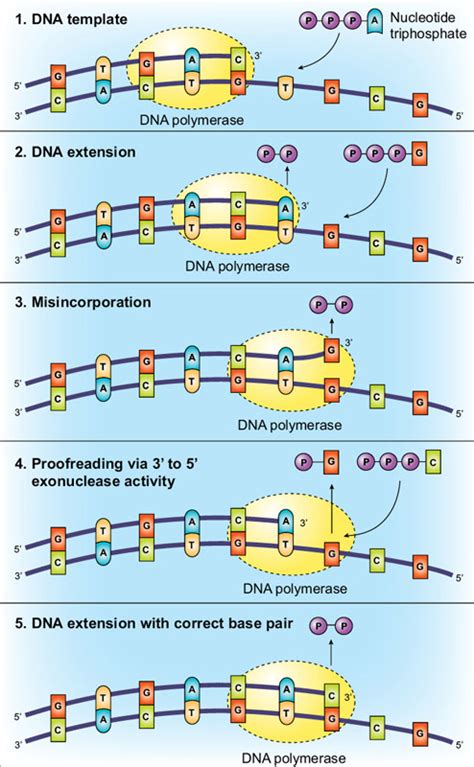 dna polymerase 1 exonuclease activity.